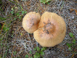 The top of the caps as seen growing in a grassy area of the conifer woods